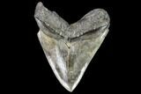 Serrated, Fossil Megalodon Tooth - Georgia #104556-2